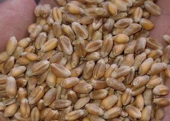 Pszenica jara Arabella