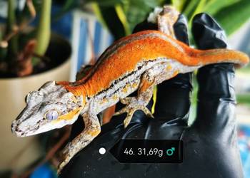 Gekon gargulcowaty rhacodactylus avriculatus samiec