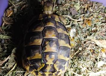 Żółw Grecki Olsztyn bezpieczna wysyłka cała Polska