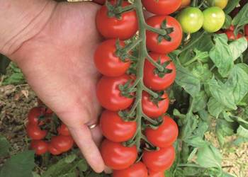 Sadzonki pomidorów koktajlowych TUDOR F1 - rozsada