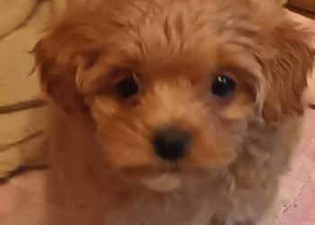 Sprzedam pieska-suczkę rasy maltipoo zaczipowana, zaszczepiona