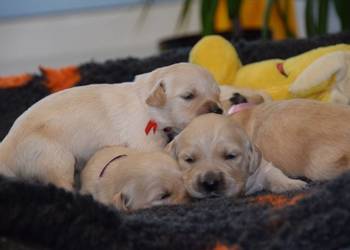 Golden Retriever szczenięta ZKWP FCI