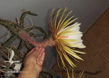 Królowa Jednej Nocy -- S. Grandiflorus - Epiphyllum