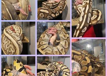 Sprzedam hodowle pytonow królewskich