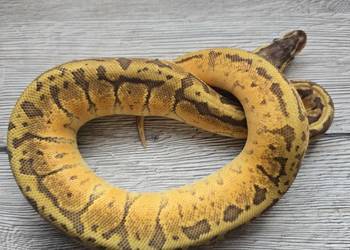 Pyton królewski, samica z  2025