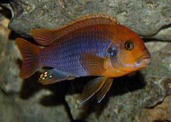 Lodotropheus Sprengerae, rdzawy pyszczak