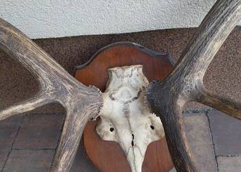 Sprzedam rogi jelenia