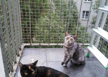Siatka ochronna na balkon przeciw gołębiom bez wiercenia Warszawa Siatka