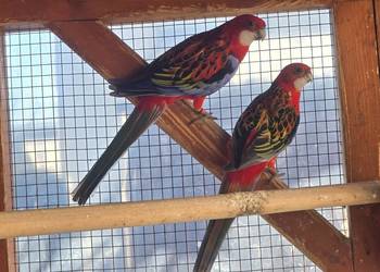 Sprzedam Rozelle białolica