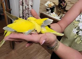 Mnichy nizinne ręcznie karmione