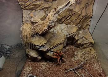 Terrarium ścianka 40x40x40cm