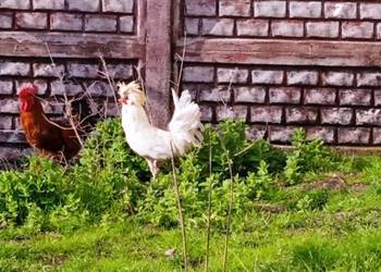Kogut czubatka