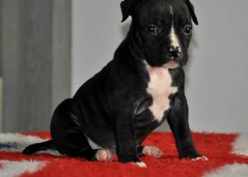 Amstaff zkwp FCI przepiękna suczka