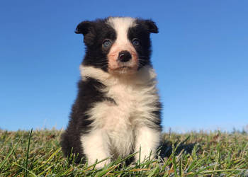 Piękna Rasowa Suczka Border Collie, szczenię z pełną dok.