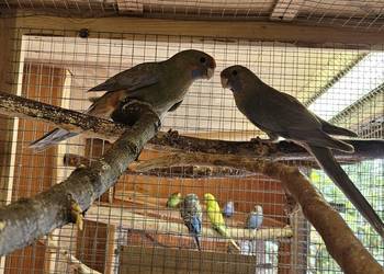 Sprzedam papugi Rozele Królewskie 2025r Sprzedam papugi Rozele Królewskie 2025r