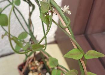 Ceropegia ciekawa odmiana wytrzymała roślina z kolekcji