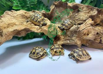 Żółw grecki żółwie greckie Grudziądz