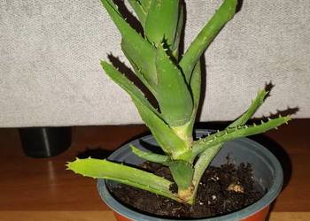 Aloes zielony, wysokość 23cm,  nr 1