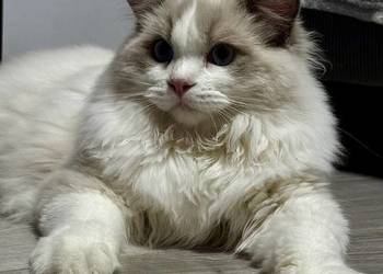 FPL kocur RAGDOLL blue bicolour