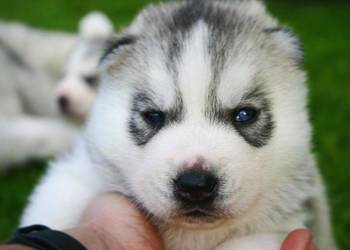 Szczeniaki  Siberian Husky  ZKwP/FCI