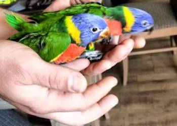 Lorysa 2024 oswojona