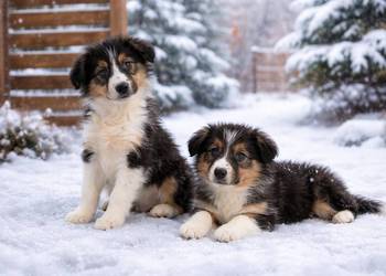 Border collie Tricolor