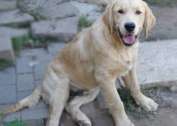 Golden retriever 5 miesięczne