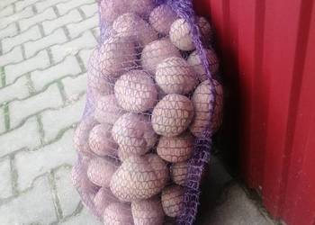 Ziemniaki jadalne czerwone Bellarosa
