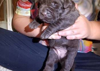 Szczeniaki Labrador Retriever