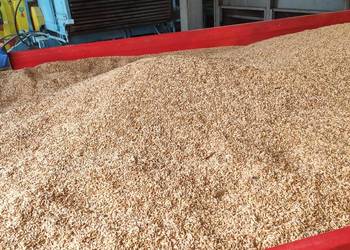 Zboże przenżyto suche  bardzo dobrej jakości pszenżyto