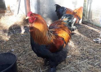 Koguty ozdobne brahma olbrzymia kuropatwiana