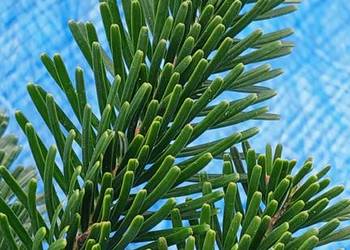 Stroisz, gełęzie - jodłą pospolita i inne - Mazowieckie