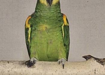 Papuga Amazonka Niebieskoczelna