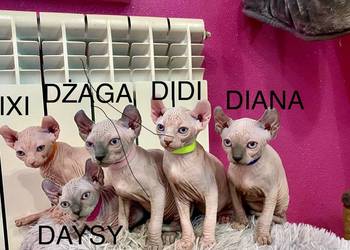 Sfinks elf księżniczki łyse Rodowód