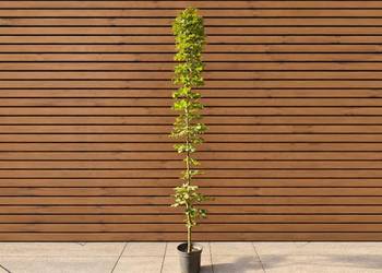 Klon pospolity 'Columnare', wys. 250-300 cm
