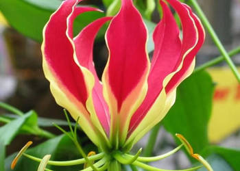 GLORIOZA WSPANIAŁA  Gloriosa superba NASIONA 100g