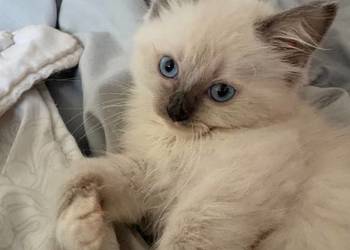 Odchowana dziewczynka Ragdoll nauczona czystości kocha dzieci Rodowód