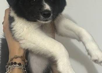Szczenięta border collie