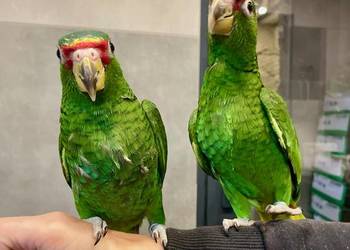 Amazonka białoczelna (albifrons)
