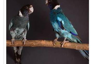 Kragen niebieska samica