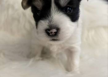 Do Rezerwacji Marshall Yorkshire Terier Biewer