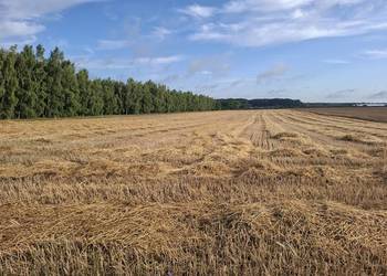 Słomę z pokosu sprzedam