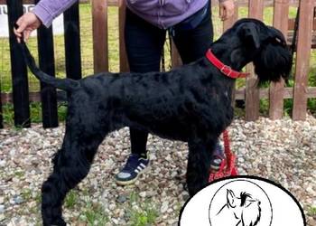 Sznaucer olbrzym szczenięta FCI