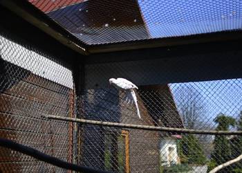 Aleksandreta obrożna - samiec