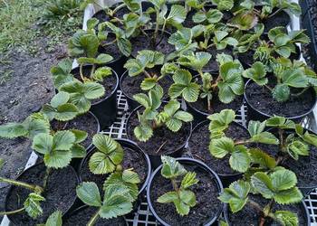 Sadzonki Truskawek 100% Ekologiczna uprawa w doniczkach lub z gruntu