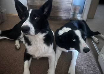 Border Collie – Nie Spotykane w Polsce!