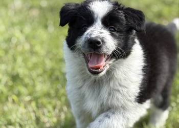 Border Collie czarno-biała suczka