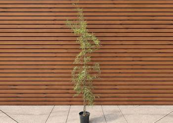 Olsza czarna 'Imperialis', wys. 210-350 cm