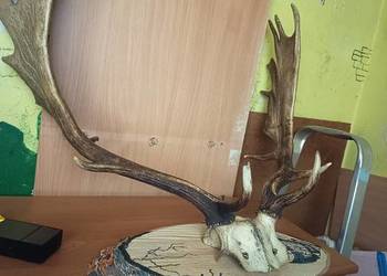 Sprzedaję poroże z Daniela odbiór osobisty