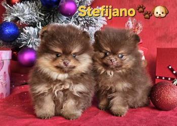 Pomeranian Boo – Szczenięta w kolorze CHOCOLATE & TAN | NOWOŚĆ